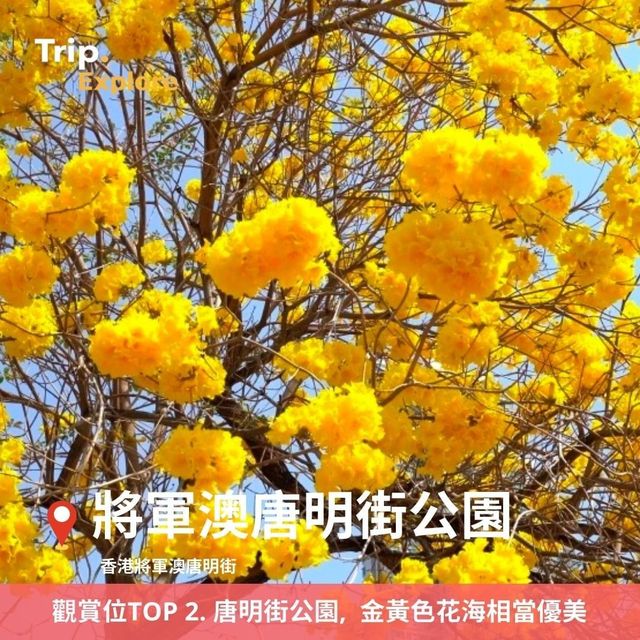 上環黃花鈴木花打卡攻略🌼 上環黃花鈴木花打卡攻略🌼