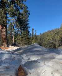 The scenery of the world's largest redwood tree is famous worldwide.