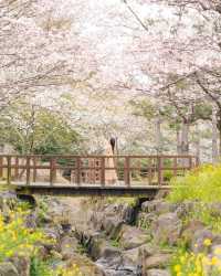 Jeju Island, a holy land for cherry blossom viewing.