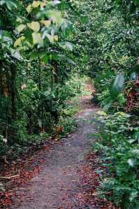Must-read before visiting Treetop Walk
