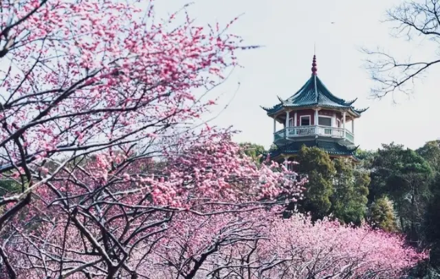 Winter beauty of Wuxi Plum Garden: golden red maple wax plum, forget the cold, enjoy the beauty