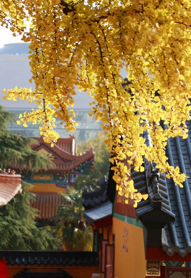 The ginkgo trees at Baotong Temple, also known as the 'Little Forbidden City' in Wuhan, are at their best viewing period