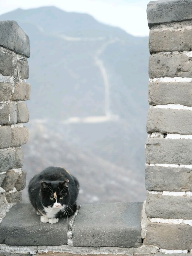 Wonderful Great Wall in Winter