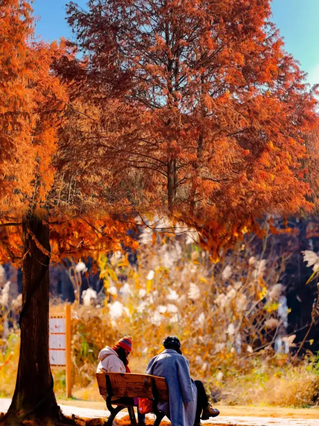 The metasequoia forest in Hangzhou is really beautiful without going out