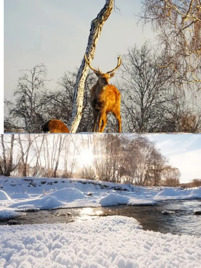 ดินแดนแห่งนิทานในฤดูหนาวที่อุลานบาตอร์: สวรรค์ที่สวมชุดสีขาว