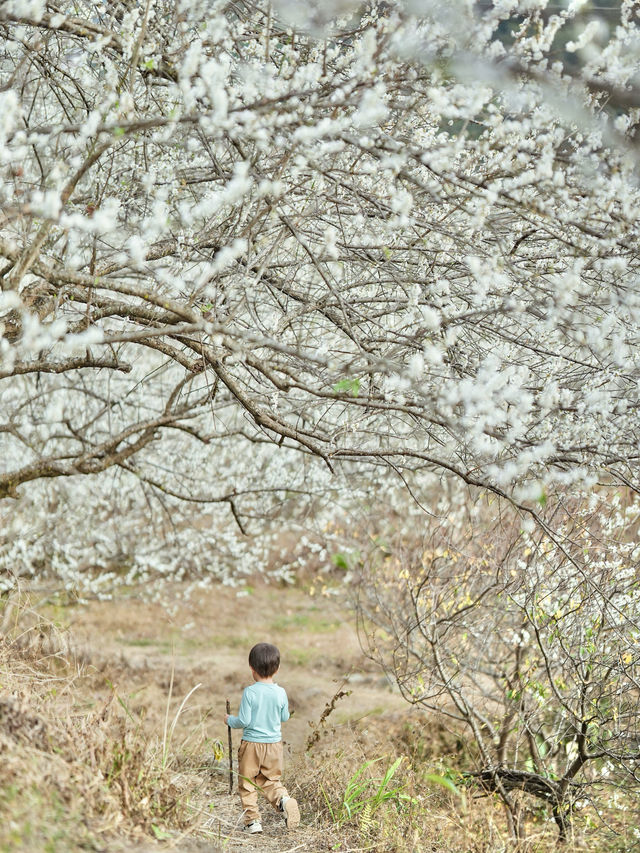 廣州賞梅天花板楓樹下萬畝香雪梅花盛開