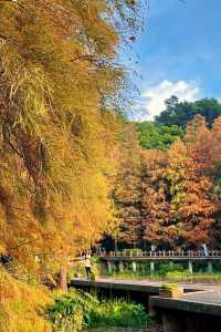 深圳拍照 新年去仙湖植物園看一次落羽杉吧