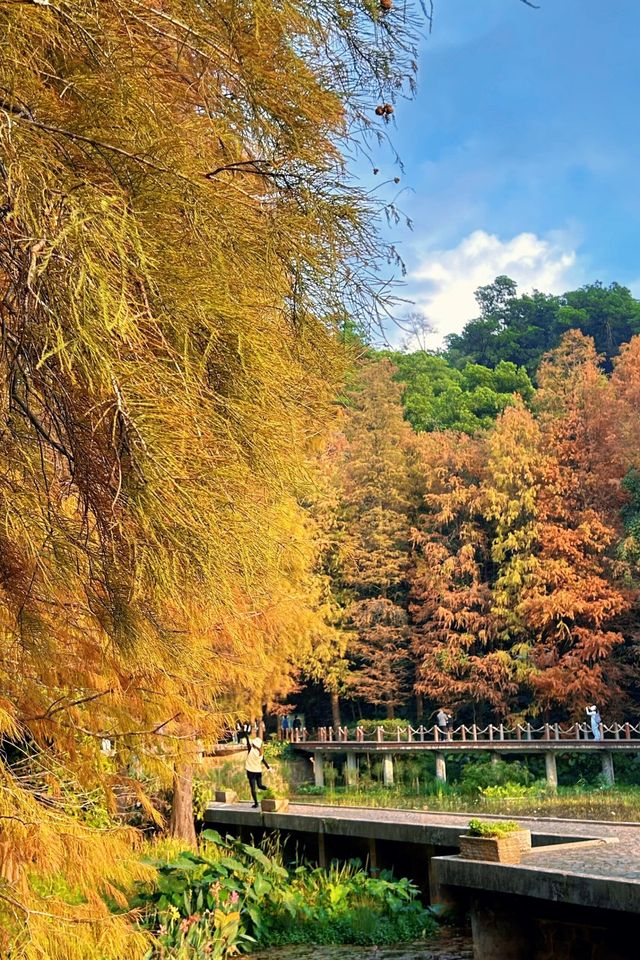 深圳拍照 新年去仙湖植物園看一次落羽杉吧 深圳拍照 新年去仙湖植物園看一次落羽杉吧