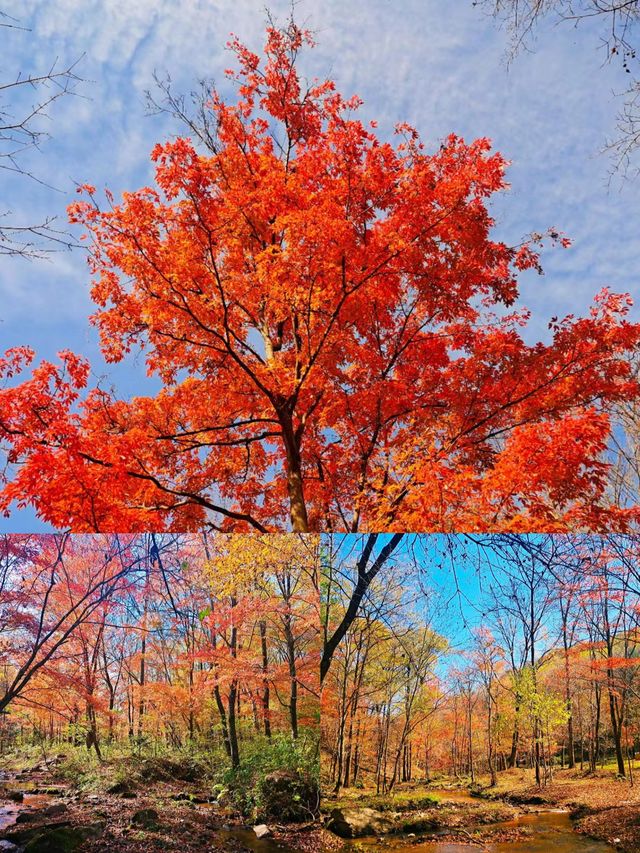 賞秋！不可錯過的美景！吉林•紅葉谷攻略！奉上！