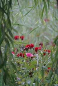 甘肅張掖｜國家濕地公園，當地人散步的好去處~】