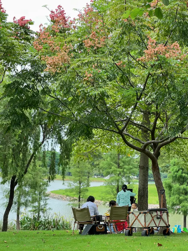 Guangzhou's free outdoor child-friendly places, come here to enjoy plum blossoms