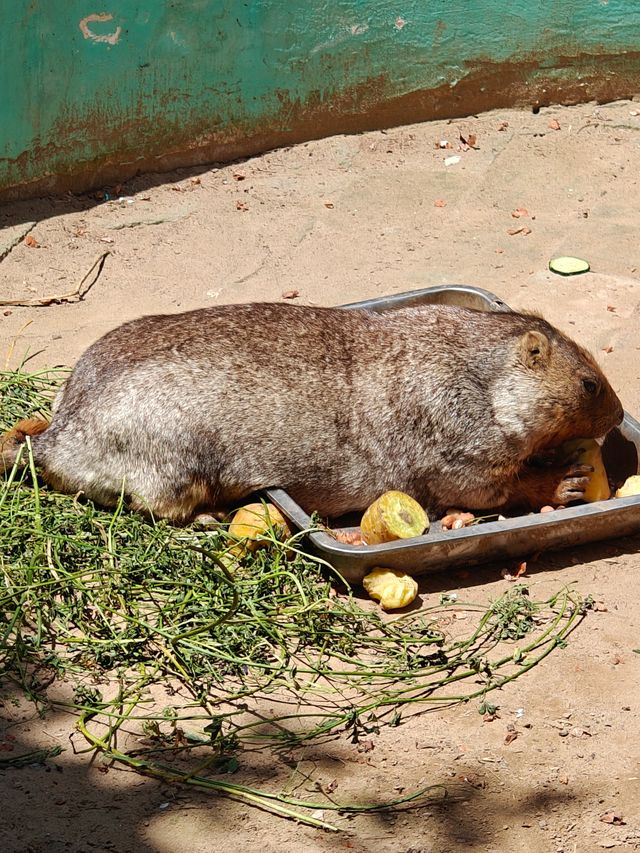 超治癒的動物園之行