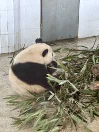 即是說，只有在西安才能看到這棕色的大熊貓
