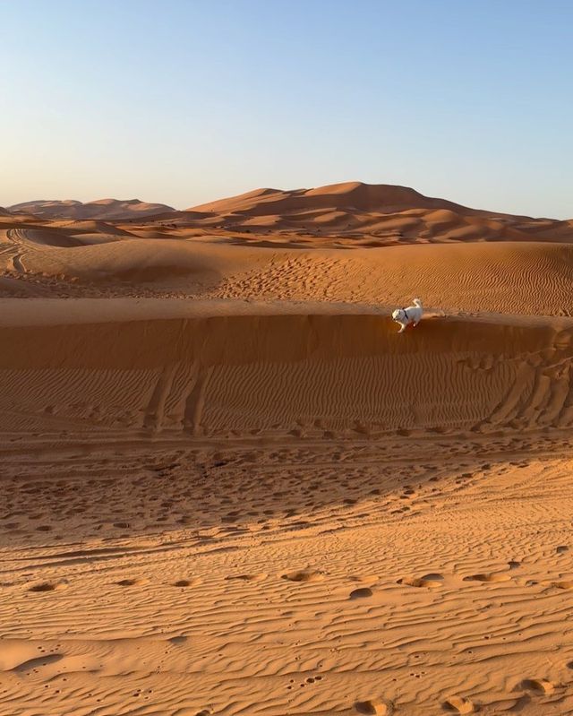 Felix in Morocco, Africa 🇲🇦 😍