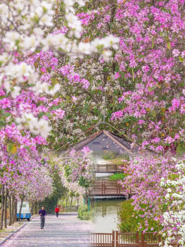 本当に広州の3キロメートルにわたるピンクの花の海の回廊はとてもロマンチックですね〜