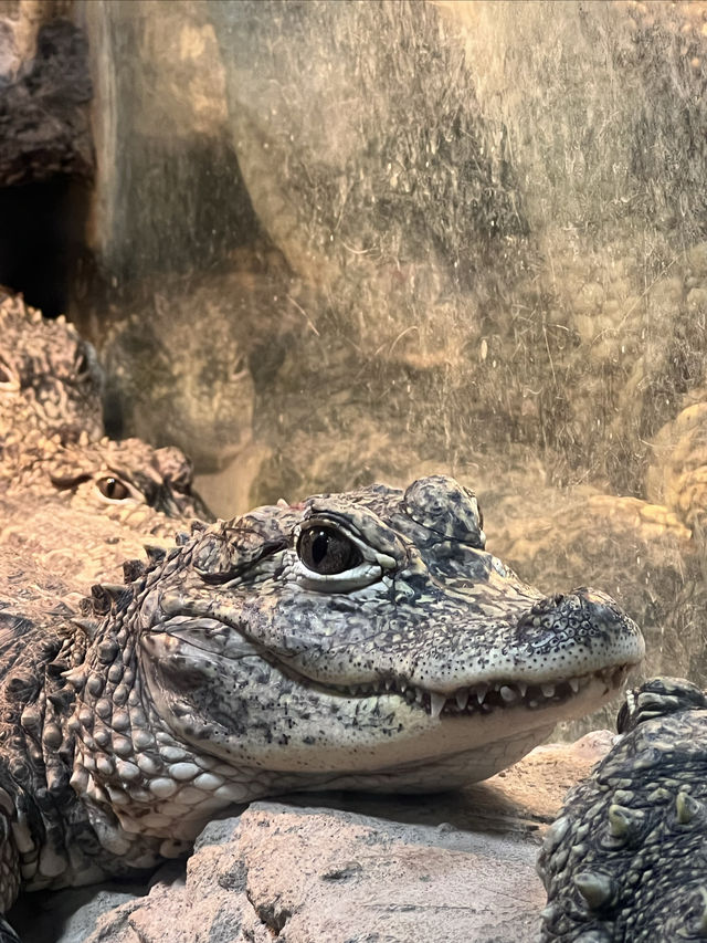 動物園一日遊，簡單易懂隨心攻略