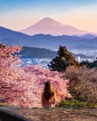 河津桜と熱海桜🌸