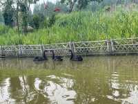 上海東平國家森林公園｜森林氧吧 快樂倍加