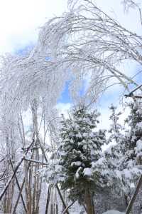 旅行 || 陽春三月在九寨溝悅榕莊遇見雪景裡的浪漫