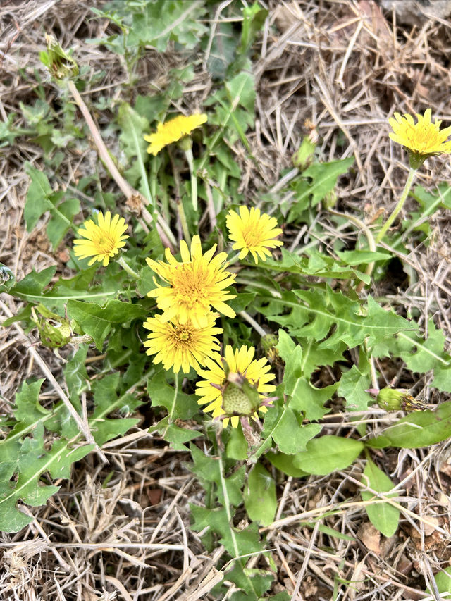 野菜與櫻花&武漢堤角公園&漢口江灘&府河濕地