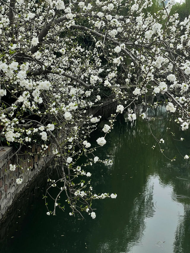 鄭州人民公園賞花——在春天感受美好
