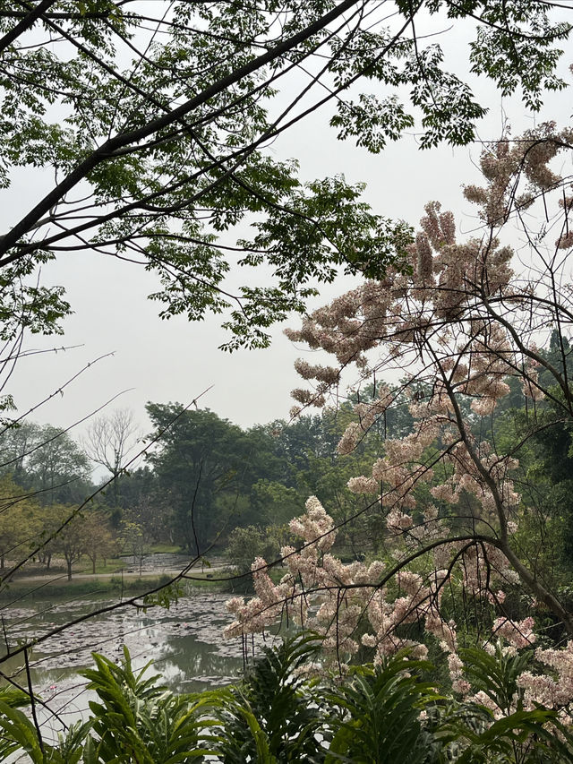 西雙版納熱帶花卉園