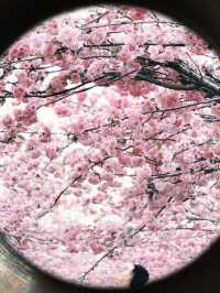東莞的櫻花又盛開啦！花期還有十天左右
