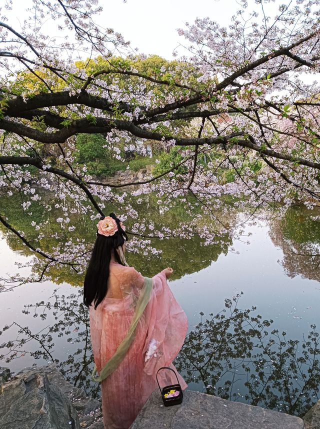 櫻花盛開在湖水畔,春天玩點花的 櫻花盛開在湖水畔,春天玩點花的
