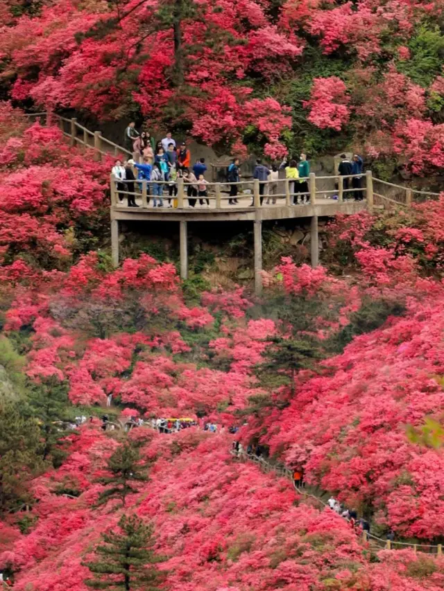 The upcoming azaleas will be the romantic flower-viewing highlight of Wuhan