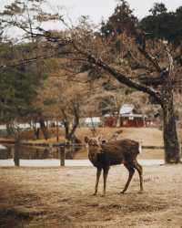 日本京都｜為了一群鹿去了一座城