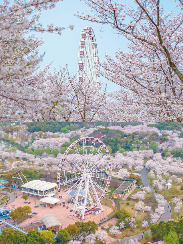 顧村公園花開成海！錯過再等一年