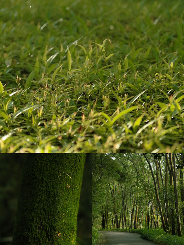 深圳筆架山公園！城市機位落日爬山攻略