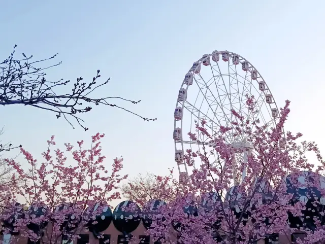 The cherry blossom season at Gucun Park has arrived