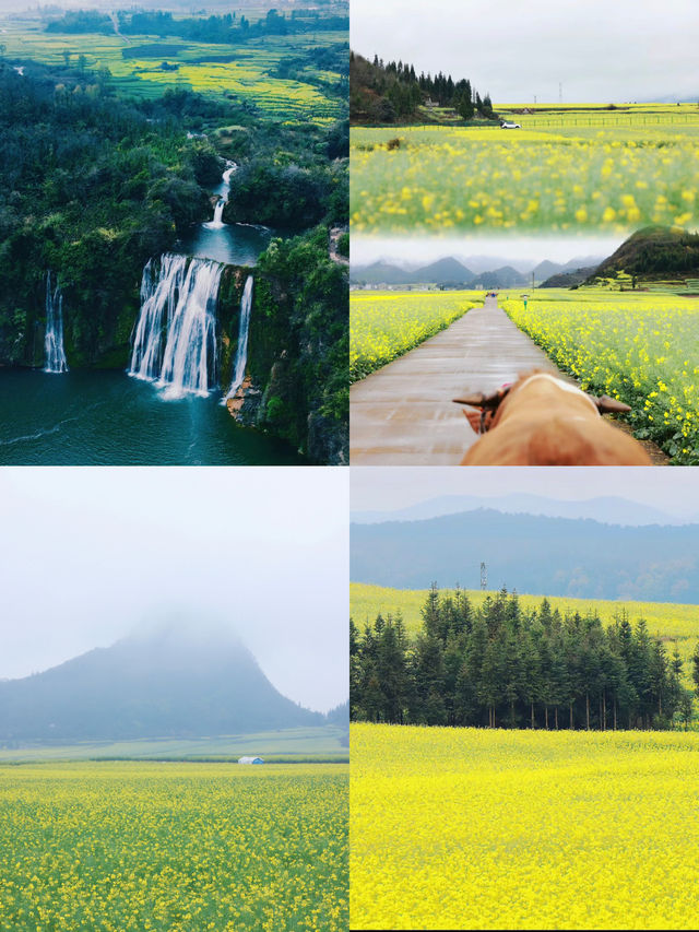 3月要去羅平看油菜花的注意了別當冤大頭