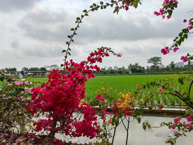 來東莞水鄉這方稻田，感受春耕夏耘秋收