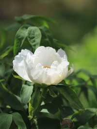 雲想衣裳花想容，春風拂檻露華濃