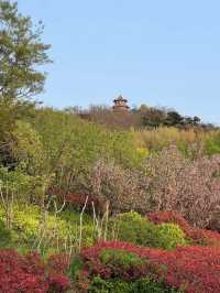 青島這個免費的公園，週末賞花也太美了吧！