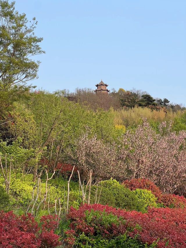 青島這個免費的公園，週末賞花也太美了吧！