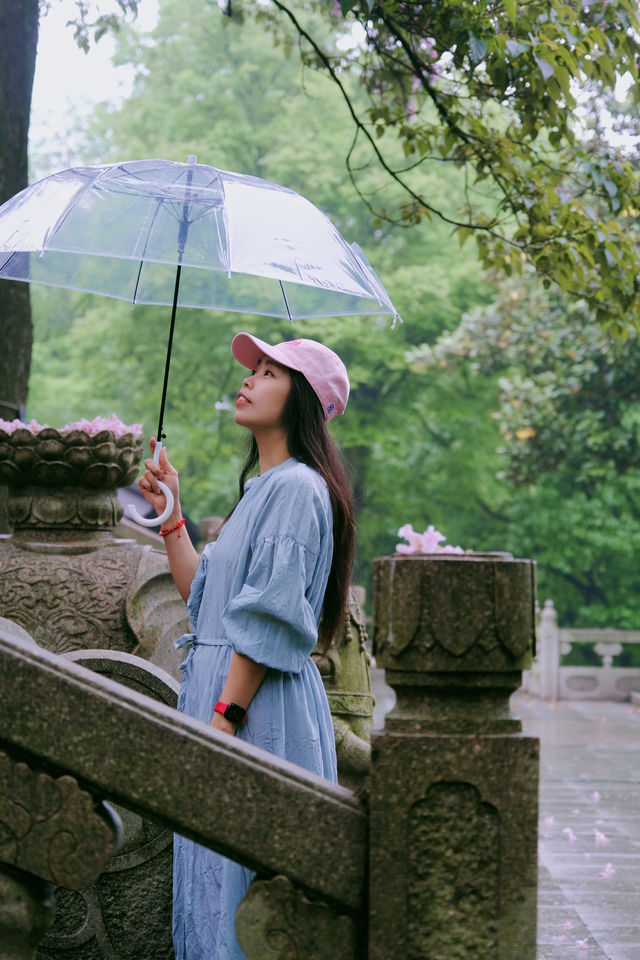 赴約常熟清涼寺百年楸樹開花