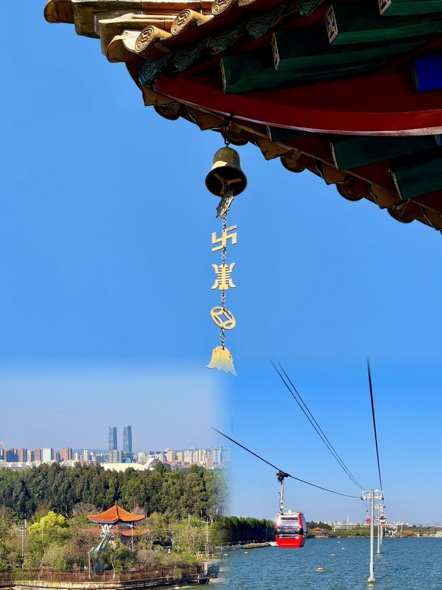 走斷腿的一天，昆明當真是滿樹繁花