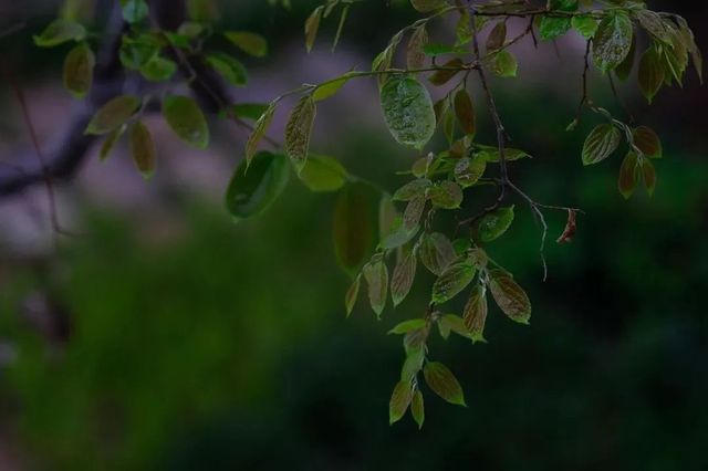 鳥語花香，充滿生機的鼓浪嶼。