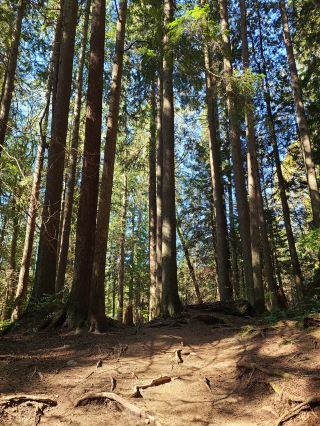 Take a walk in the woods