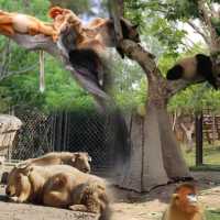 上海野生動物園超全攻略