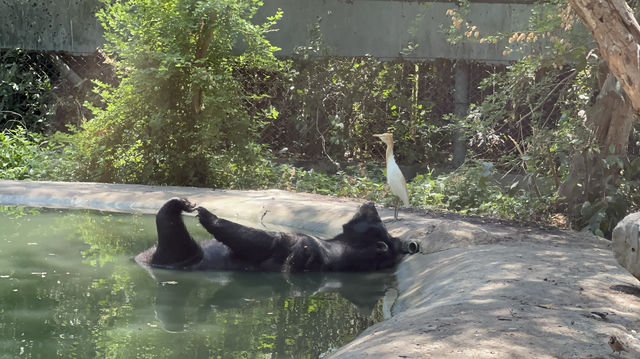 快樂無邊！曼谷野生動物園與動物親密接觸