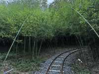 竹林水鄉西張趕