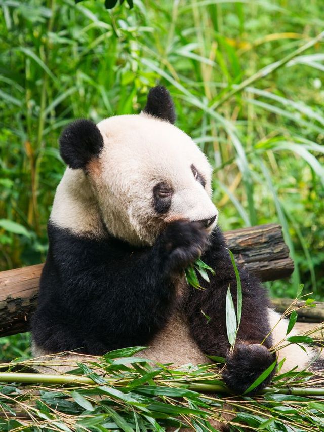 🐼 Chengdu's Top Family-Friendly Attractions 🎠