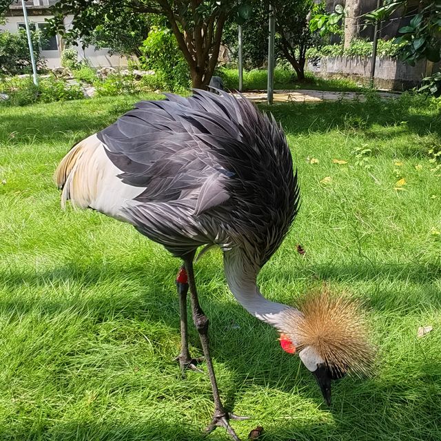 香港廣西四天三晚之平南雄森動物大世界