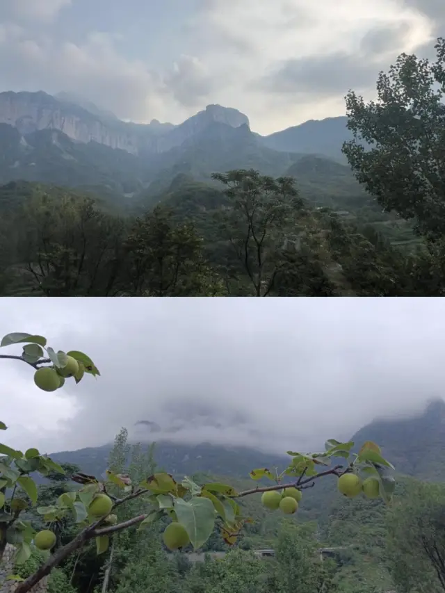 Henan·Xinxiang|Liusiushanju new store debut