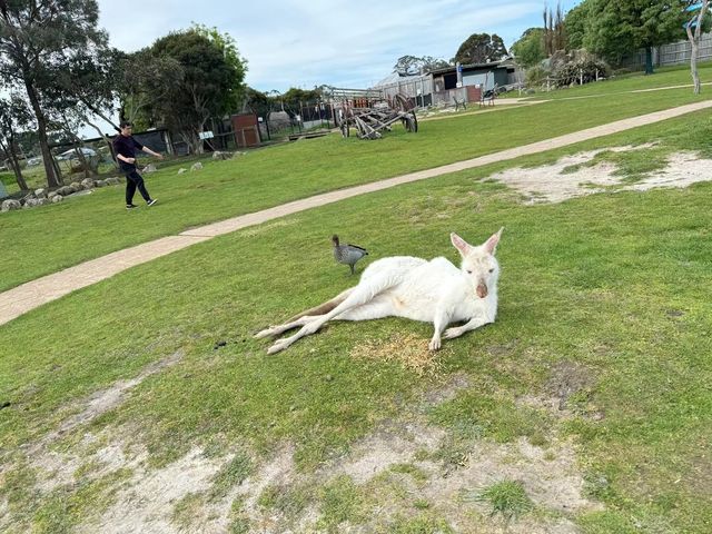 瑪璐考拉和動物公園旅遊攻略。