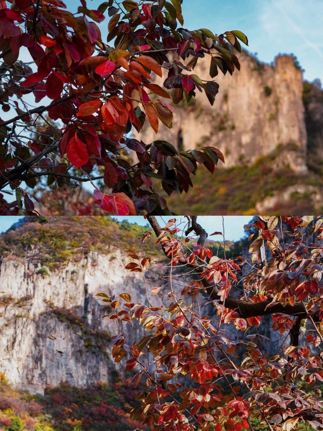 這可能是莊裡最輕鬆的賞紅葉方式了。